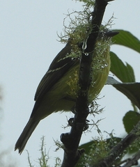 Phyllomyias cinereiceps