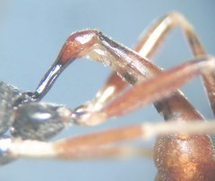 Hyposoter