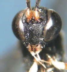 Hyposoter