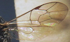 Hyposoter