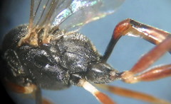 Hyposoter