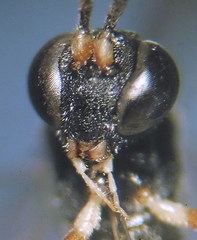 Hyposoter