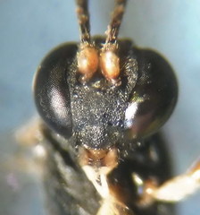 Hyposoter