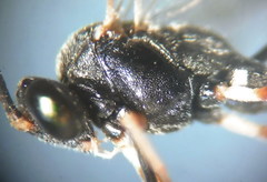 Hyposoter