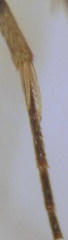 Hyposoter