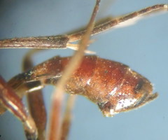 Hyposoter