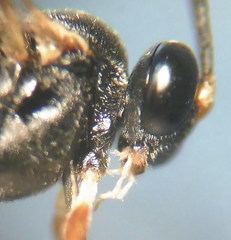 Hyposoter