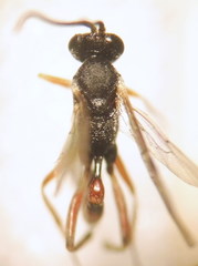 Hyposoter