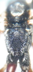 Hyposoter