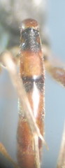 Hyposoter