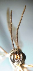 Hyposoter