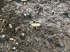 Eleutherodactylus campi
