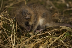 Dromiciops