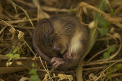 Dromiciops