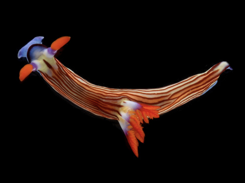 Nembrotha aurea