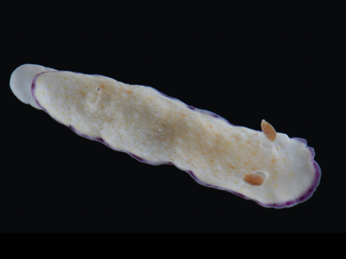 Goniobranchus alius