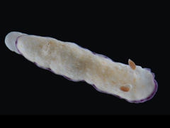 Goniobranchus alius image