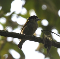 Pogoniulus coryphaea