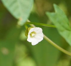 Calystegia marginata