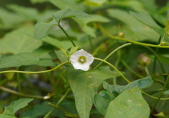Calystegia marginata