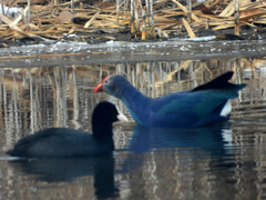 Porphyrio poliocephalus