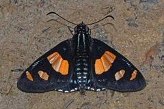 Mimoniades ocyalus