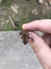 Eleutherodactylus campi