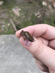 Eleutherodactylus campi