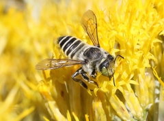 Megachiloides