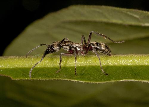 Hairy Panther Ant