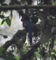 Apaloderma vittatum