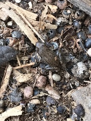 Eleutherodactylus campi