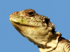 Paralaudakia caucasia