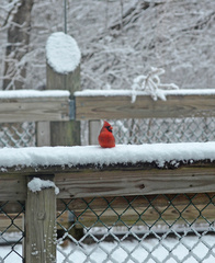 Cardinalis cardinalis