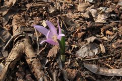Colchicum bulbocodium versicolor