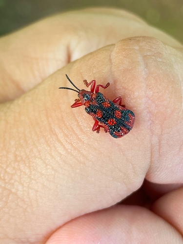 Metazycera