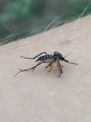 Psorophora cyanescens