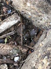 Eleutherodactylus campi