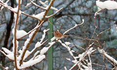 Zonotrichia albicollis