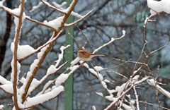 Zonotrichia albicollis