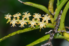 Tridactyle bicaudata bicaudata