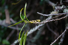 Tridactyle bicaudata bicaudata