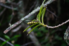 Tridactyle bicaudata bicaudata