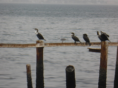 Phalacrocorax carbo lucidus