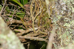 Tridactyle bicaudata bicaudata