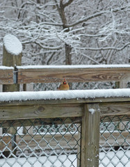 Cardinalis cardinalis