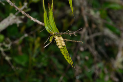 Tridactyle bicaudata bicaudata