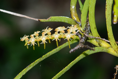 Tridactyle bicaudata bicaudata