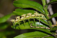 Tridactyle bicaudata bicaudata