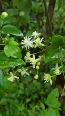 Clematis dioica